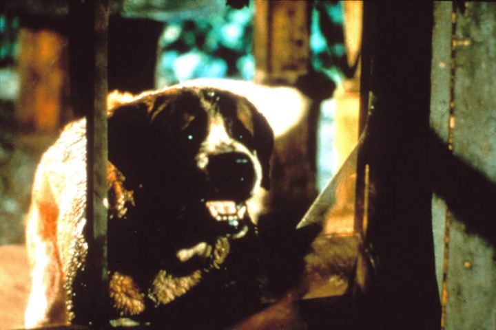 Cujo' | Top 10 Killer-Animal Movies 