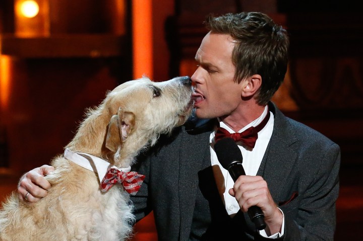 Host Neil Patrick Harris licks the dog from "Annie" on stage during the American Theatre Wing's annual Tony Awards in New York June 9, 2013.