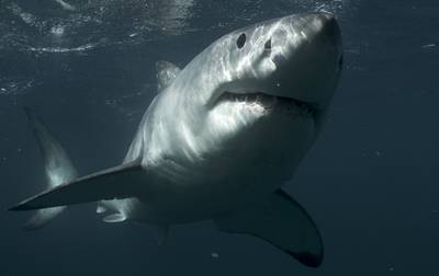 Great White Shark, New Zealand