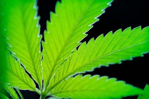 Close Up of Marijuana Leaf