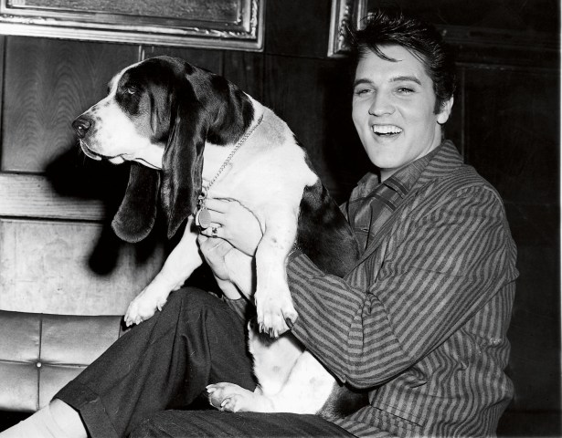 Elvis Presley poses with a basset hound in honor of his hit song, 'Hound Dog', at the International Amphitheater in Chicago, in March 1957.