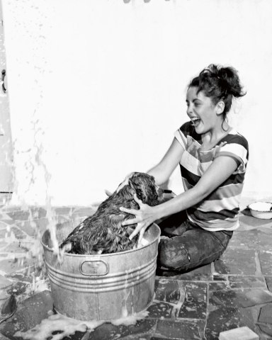 Elizabeth Taylor bathing her cocker spaniel, Amy, in 1950.